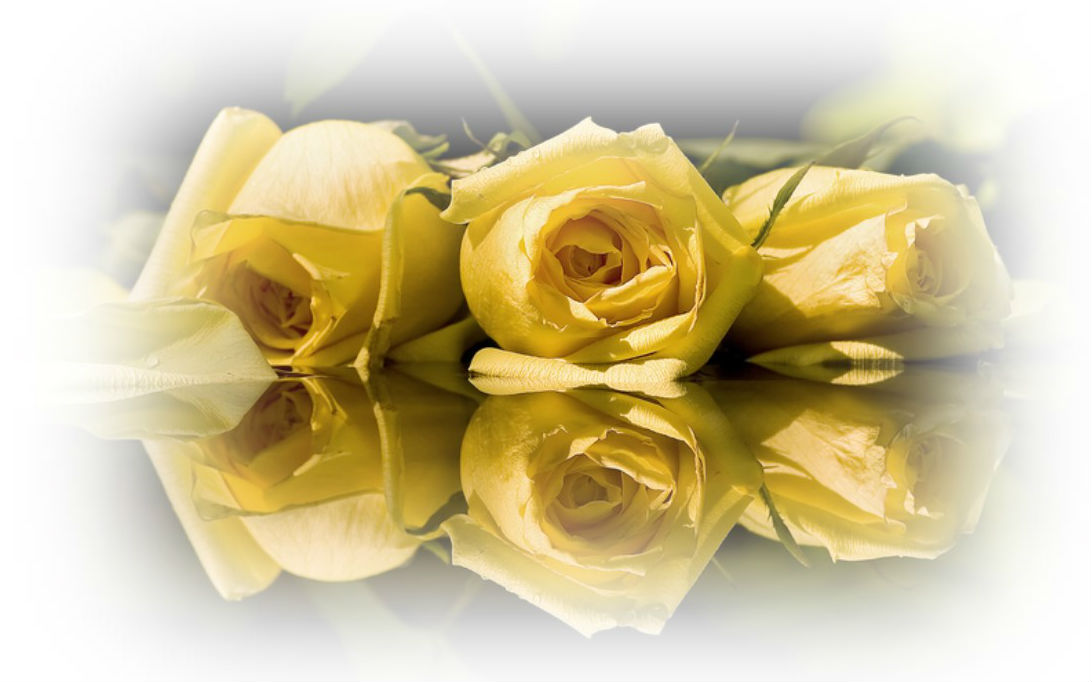 Yellow roses